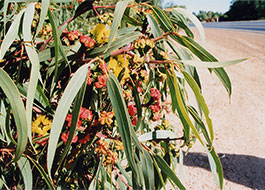 Glowing_Wattle