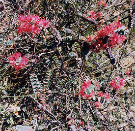 Gravel_Bottle_Brush