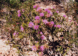 Pink_Bottle_Brush
