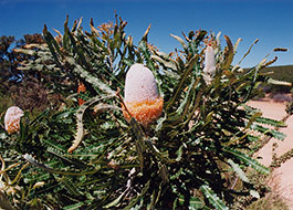 Hooker's_Banksia