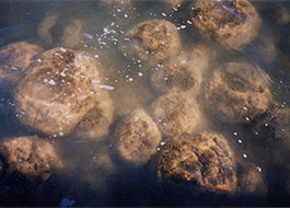 Yalgorup_National_Park-4