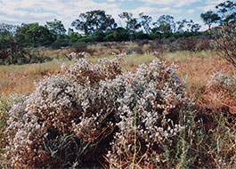 Grey_Bush