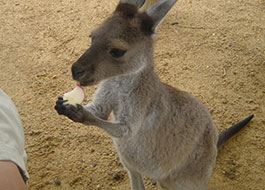 Kangaloo
