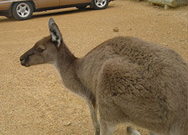 Kangaloo