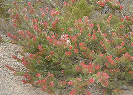 Adenanthos