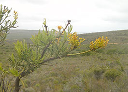 Grevillea