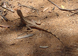 Lizard