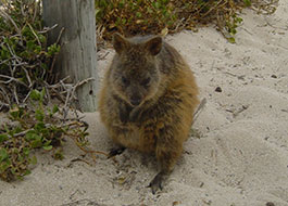 Quokka
