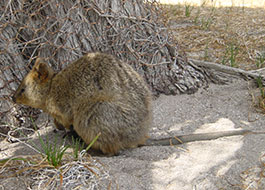 Quokkas