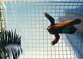 Hyatt_on Collins-2