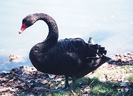Brack_Swan