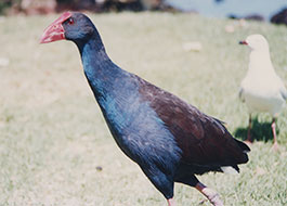Purple_Swamphen