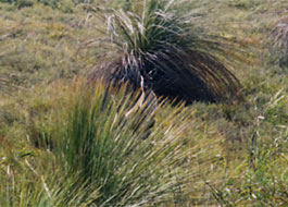 Pinnacles-14