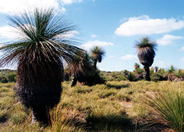 Pinnacles-15