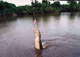Adelaido_River-1