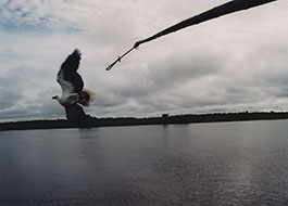 Adalaido_River-2