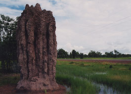 Termite_Mounds-2