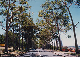 Kings_Park-2