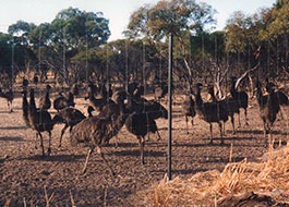 Emu_Farm