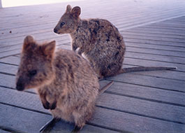 Quokka-1