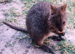 Quokka-2