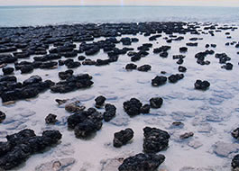 Storomatolites-2