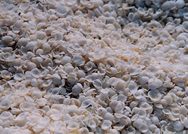 Shell_Beach