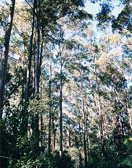 Karri_Forest