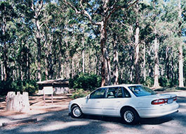 Karri_Forest-2