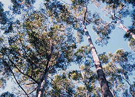 Karri_Forest-3
