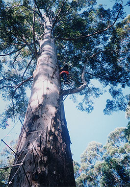 Gloucester_Tree-1