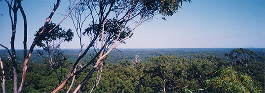 Gloucester_Tree-2