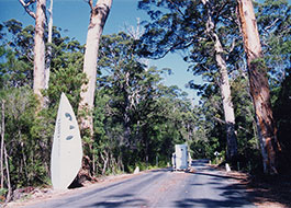 Tree_Top_Walk-1