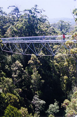 Tree_Top_Walk-4