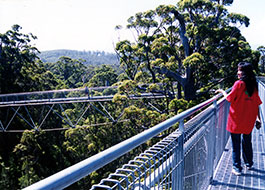 Tree_Top_Walk-5