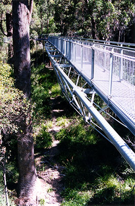 Tree_Top_Walk-6