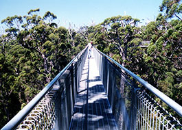 Tree_Top_Walk-7